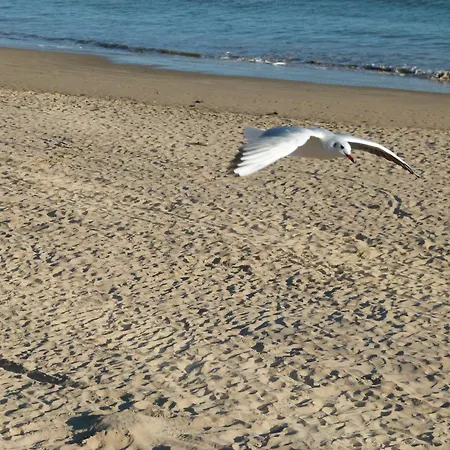 Front De Sables D'olonne *